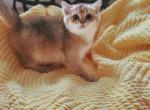 Apollo - Scottish Straight Cat For Sale - Levittown&comma; PA&comma; US