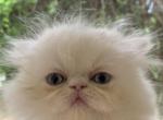 Tempest - Persian Cat For Sale - Atlanta&comma; GA&comma; US