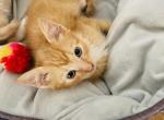 Garfield - Domestic Cat For Sale - Bronx&comma; NY&comma; US