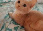 Dexter - Domestic Cat For Sale - Bronx&comma; NY&comma; US