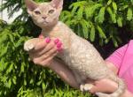 Fiona - Devon Rex Cat For Sale - Brooklyn&comma; NY&comma; US