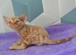 Marble - Devon Rex Cat For Sale - Brooklyn&comma; NY&comma; US