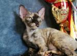 Tory - Devon Rex Cat For Sale - Brooklyn&comma; NY&comma; US
