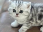 May - Scottish Straight Cat For Sale - Houston&comma; TX&comma; US