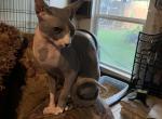 Cherry - Sphynx Cat For Sale - San Antonio&comma; TX&comma; US