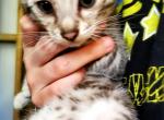 Cinder Silver Rosetted Blue - Bengal Cat For Sale - Bradner&comma; OH&comma; US