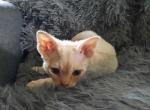 Cream Boy - Devon Rex Cat For Sale - Stanford&comma; MT&comma; US