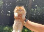 British golden chinchilla - British Shorthair Cat For Sale - Atlanta&comma; GA&comma; US