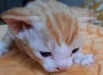 Ginger Boy - Devon Rex Cat For Sale - Stanford&comma; MT&comma; US