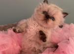 Himalayan Babygirl - Persian Cat For Sale - Clay&comma; PA&comma; US
