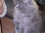 SOLD CFA Registered Male Blue Persian - Persian Cat For Sale - Conyers&comma; GA&comma; US