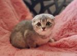 Buster Alphastar - Scottish Fold Cat For Sale - Levittown&comma; PA&comma; US
