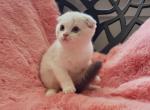 Berta Alphastar - Scottish Fold Cat For Sale - Levittown&comma; PA&comma; US