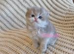 British blue golden kitten - British Shorthair Cat For Sale - Thornton&comma; CO&comma; US