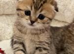 Benny - Scottish Fold Cat For Sale - Renton&comma; WA&comma; US
