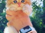 Loki - British Shorthair Cat For Sale - Atlanta&comma; GA&comma; US
