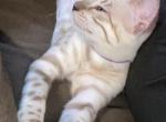 Aphrodite - Bengal Cat For Sale - Carrollton&comma; TX&comma; US