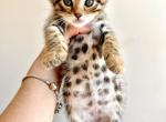 Bengal kittens - Bengal Cat For Sale - Beach Park&comma; IL&comma; US