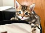 Beautiful Bengal Kitten - Bengal Cat For Sale - Beach Park&comma; IL&comma; US
