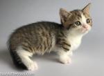 Ravara munchkin standard tabby bicolor short leg - Munchkin Cat For Sale - TX&comma; US