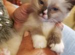 None 5 - Ragamuffin Cat For Sale - Niles, OH, US