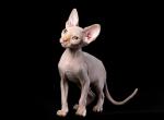 Iris - Sphynx Cat For Sale - Brooklyn&comma; NY&comma; US
