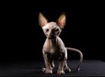 Julia - Sphynx Cat For Sale - Brooklyn&comma; NY&comma; US