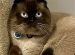 Watson - Scottish Fold Cat For Adoption - Herndon&comma; VA&comma; US