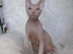 Fenichka - Sphynx Cat For Sale - Brooklyn&comma; NY&comma; US