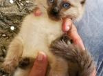 None6 - Ragamuffin Cat For Sale - Niles, OH, US