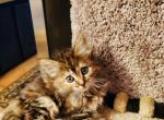 Olive - Maine Coon Cat For Sale - Kent&comma; WA&comma; US