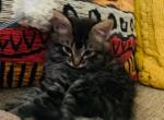 Loko - Maine Coon Cat For Sale - Kent&comma; WA&comma; US