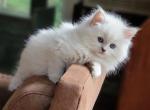Lilac mink - Ragdoll Cat For Sale - Farmville&comma; VA&comma; US
