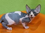 Moo - Sphynx Cat For Sale - Brooklyn&comma; NY&comma; US
