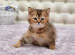 Garfild - Scottish Straight Cat For Sale - Brooklyn&comma; NY&comma; US