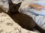 Buba - Burmese Cat For Sale - Brooklyn&comma; NY&comma; US