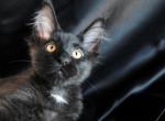 Uno - Maine Coon Cat For Sale - Boerne&comma; TX&comma; US