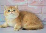 William - British Shorthair Cat For Sale - Brooklyn&comma; NY&comma; US
