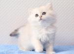 Edvin - Scottish Straight Cat For Sale - Brooklyn&comma; NY&comma; US
