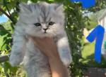 WILD - Persian Cat For Adoption - Agawam&comma; MA&comma; US