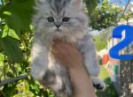 FLUFFY - Persian Cat For Sale - Agawam&comma; MA&comma; US