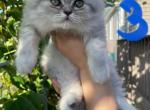 Cody - Domestic Cat For Sale - Agawam&comma; MA&comma; US