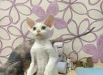Peach - Devon Rex Cat For Sale - Brooklyn&comma; NY&comma; US