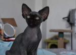 Blake - Devon Rex Cat For Sale - Brooklyn&comma; NY&comma; US