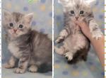 Mainecoon babies - Maine Coon Cat For Sale - Frenchtown&comma; MI&comma; US