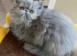 OLitter - Persian Cat For Sale - Sheridan&comma; MI&comma; US