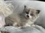 Spring 22 litter - Ragdoll Cat For Sale - Mount Vernon&comma; WA&comma; US