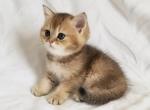 Locky - British Shorthair Cat For Sale - New York&comma; NY&comma; US