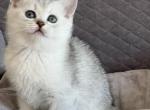 Lia - Scottish Straight Cat For Sale - Renton&comma; WA&comma; US