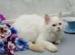 Freddy Q of Romanov Dynasty - Siberian Cat For Sale - Ashburn&comma; VA&comma; US